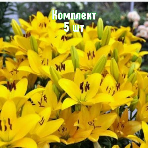Саженцы Комплект 5шт / Лилия Сципионе