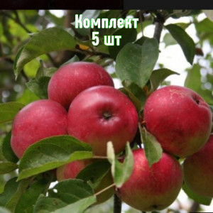 Саженцы Комплект 5шт / Яблоня Скала